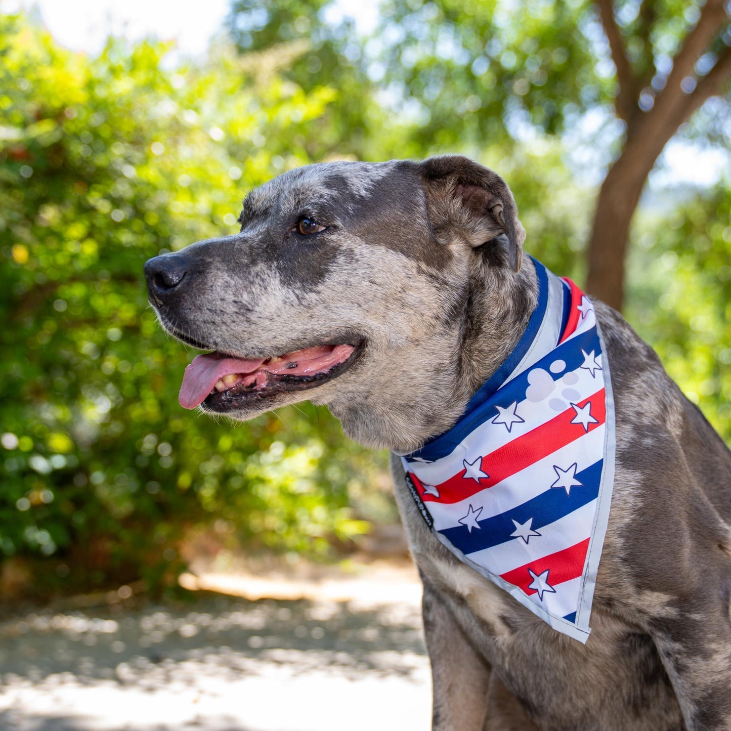 4Th of July Bandana for Large and Small Pets. Reflective Accessories for Walking Camping and off Leash Exploration 2 Pack. (Medium)